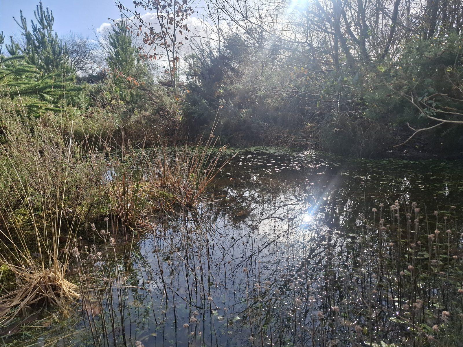 Castlepook Biotope