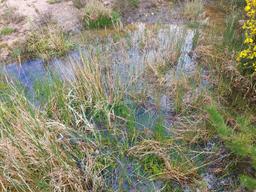 Pond margin vegetation, May 2023