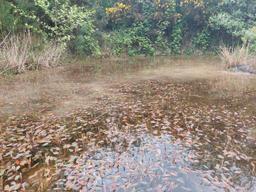 Pond, May 2023