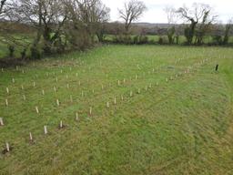 Planted area with tree guards, November 2025