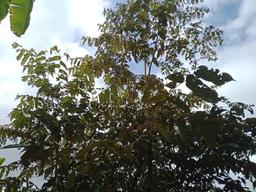 Bayug tree canopy