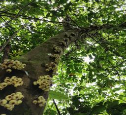 Kaya-kaya tree — priority species for reforestation