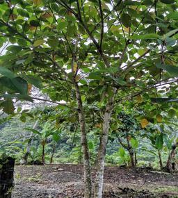 Lugimit tree — priority species for reforestation