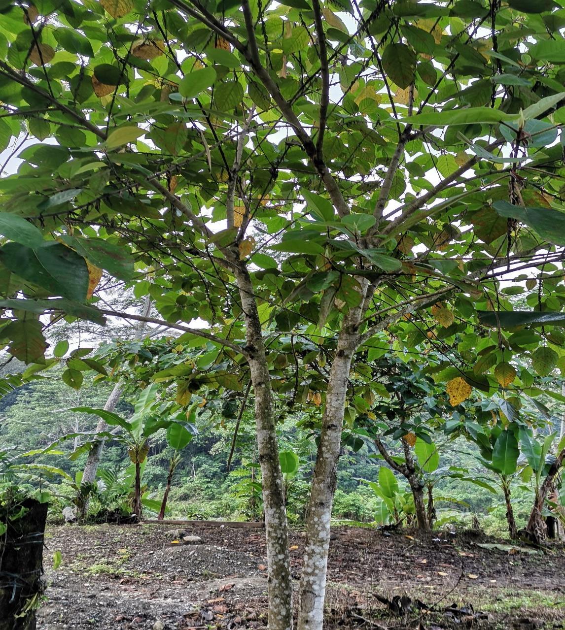 Sacred Forest Coffee Project