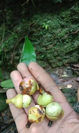 Titii-Peanut tree fruit